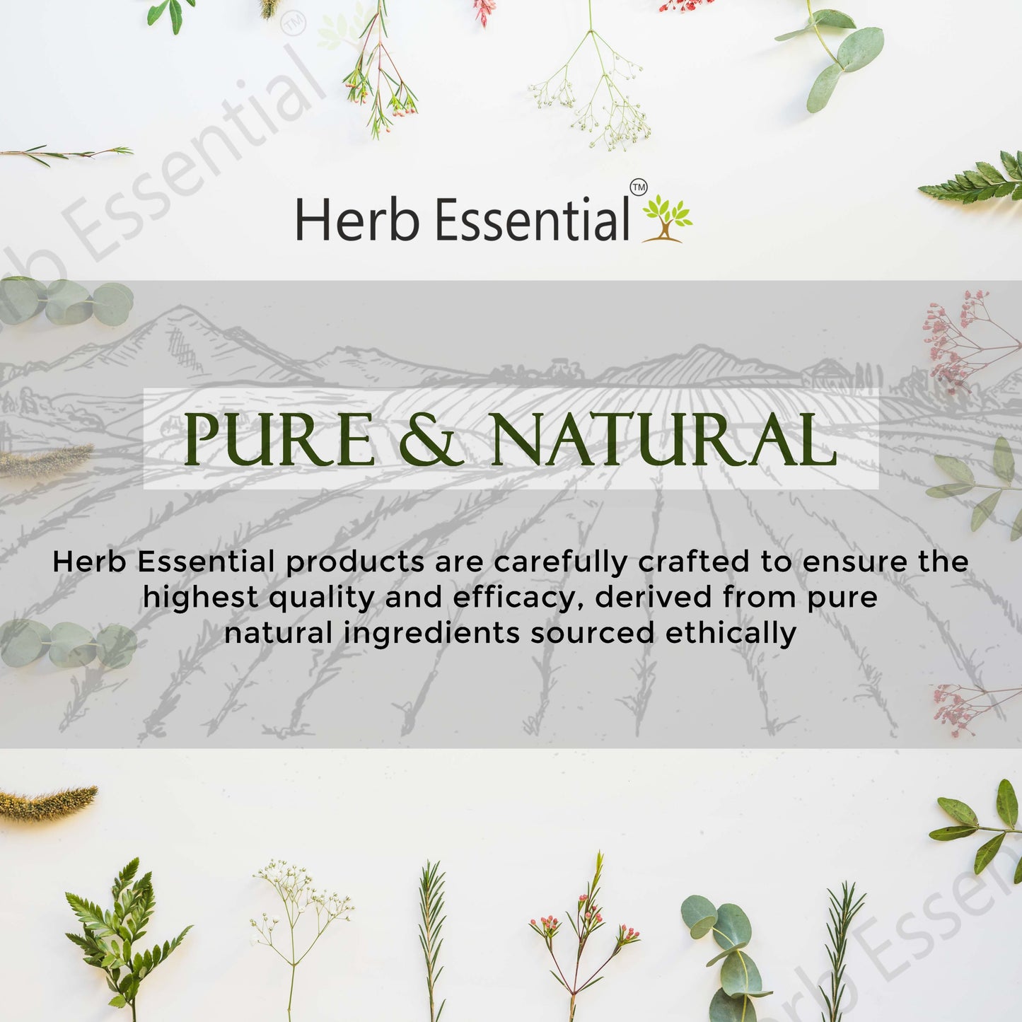 Triphala Powder