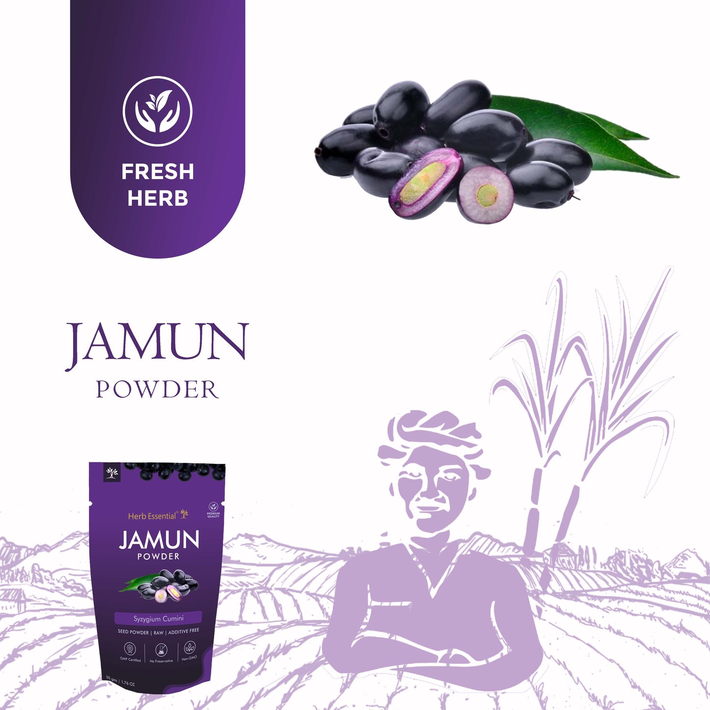 Jamun (Syzygium Cumini)