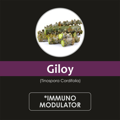 Organic Giloy (Tinospora cordifolia) Powder 227g | Immunity Enhancer, NO Preservative added