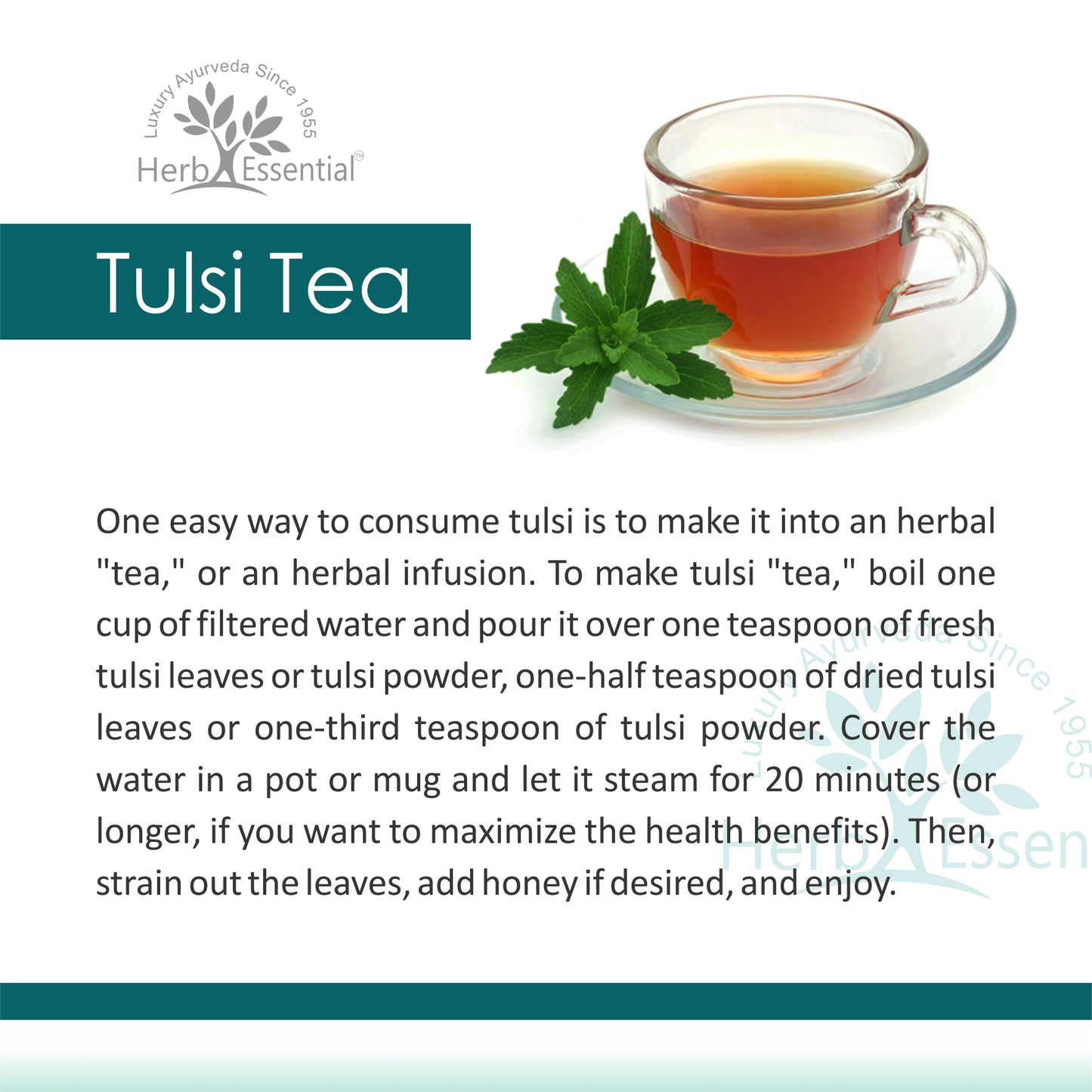 Tulsi ( Ocimum Sanctum / Holy Basil )